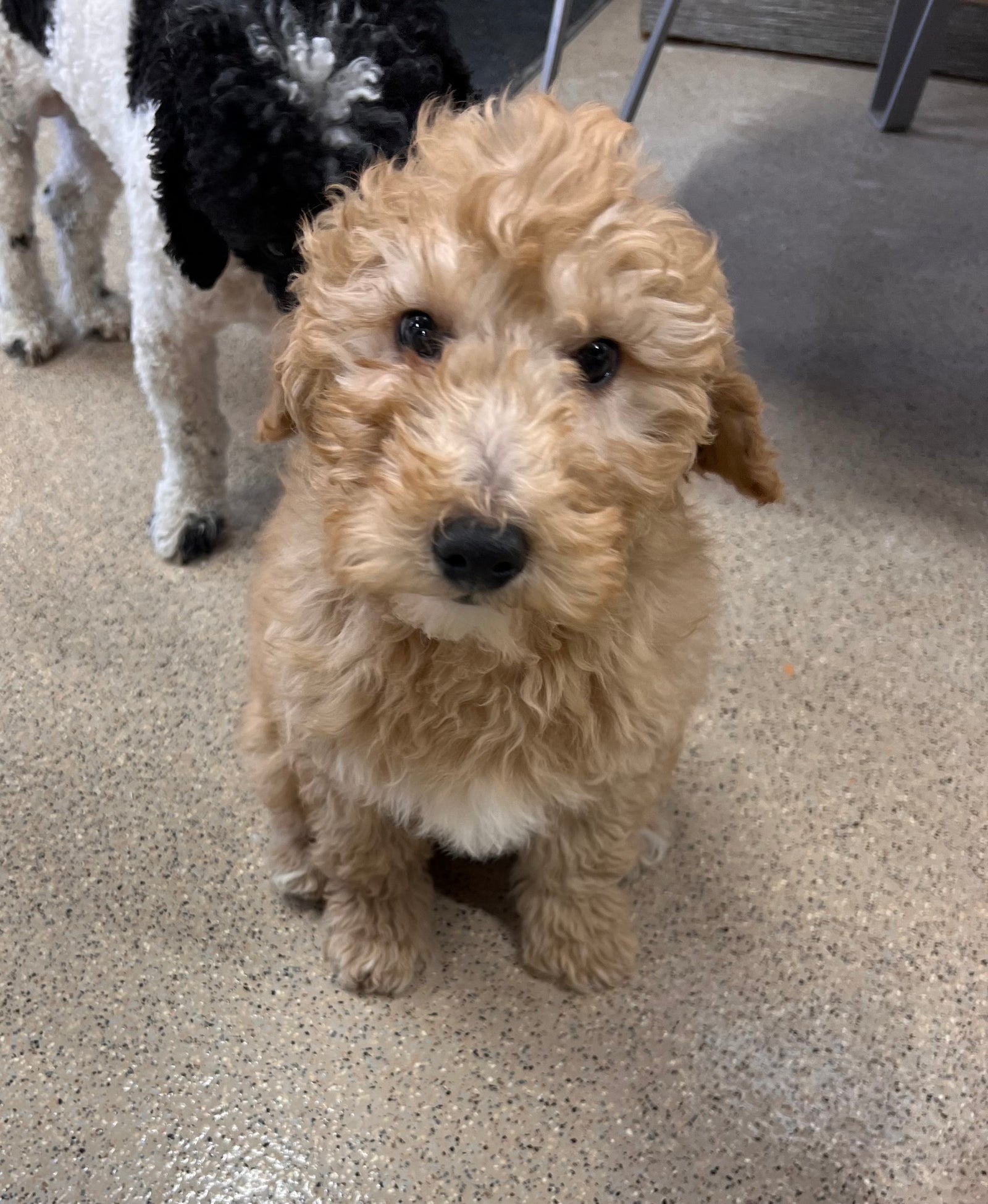 Welcoming Home A New Puppy