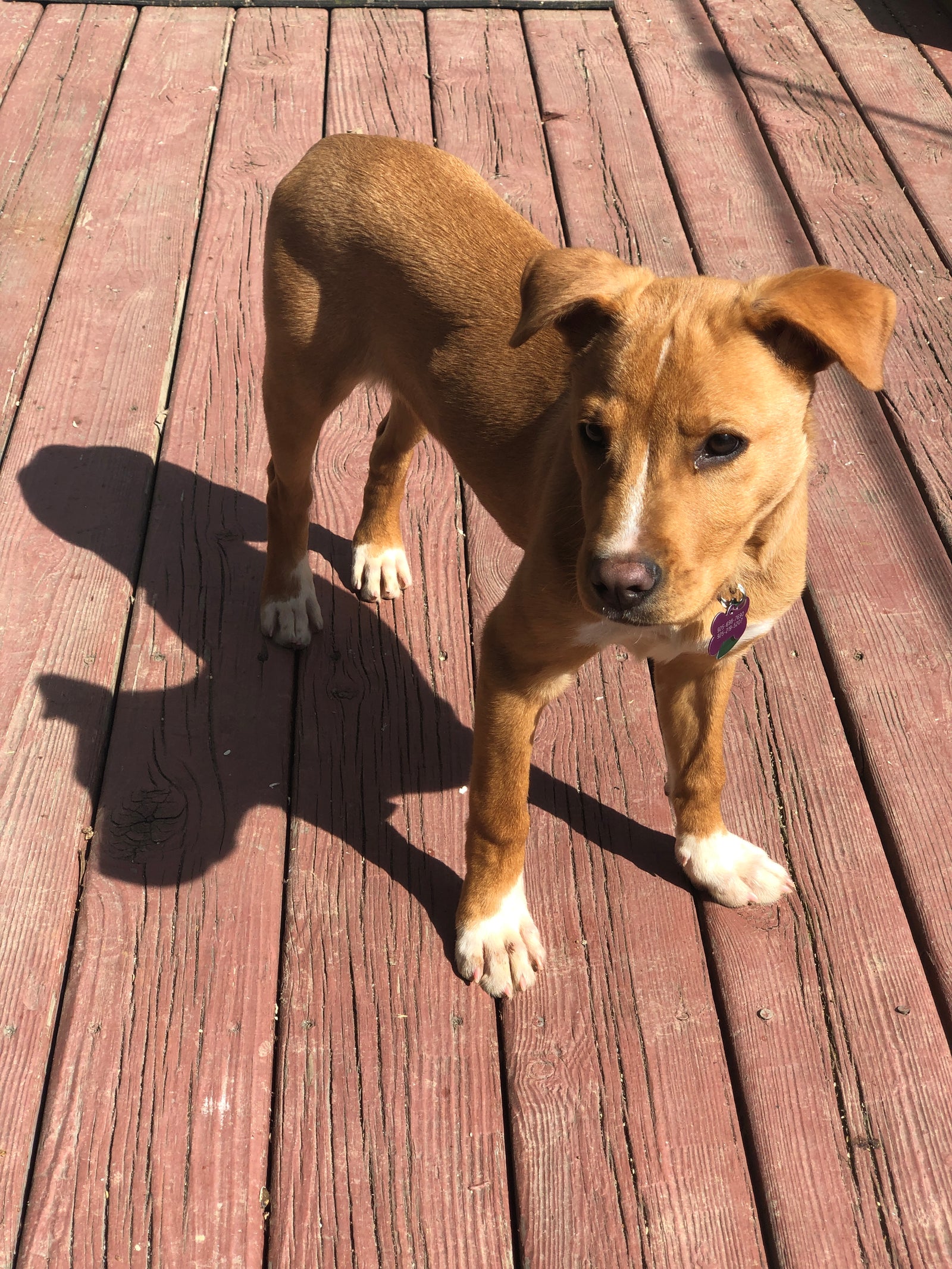 National Check The Chip Day