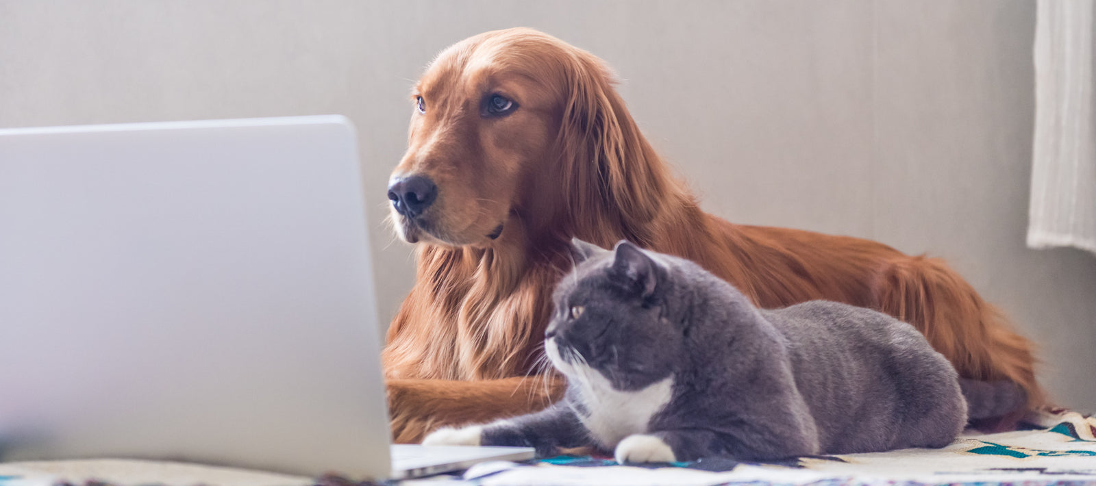 Who Regulates The Pet Food Industry?