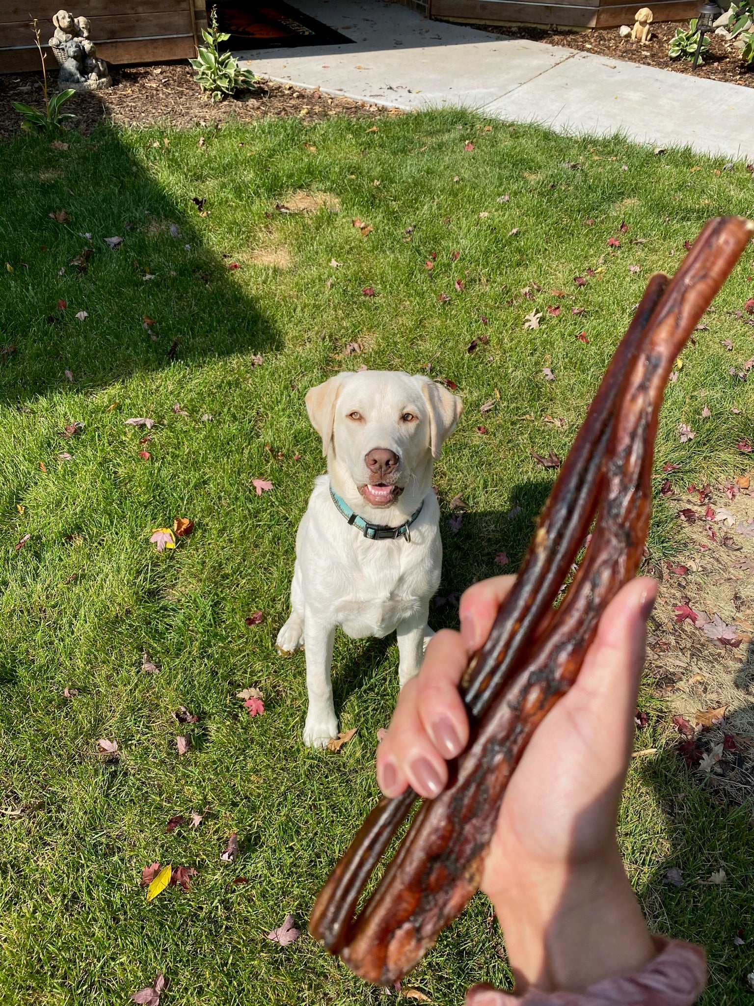 Struggle to Pick Up Your Dog's Poop?