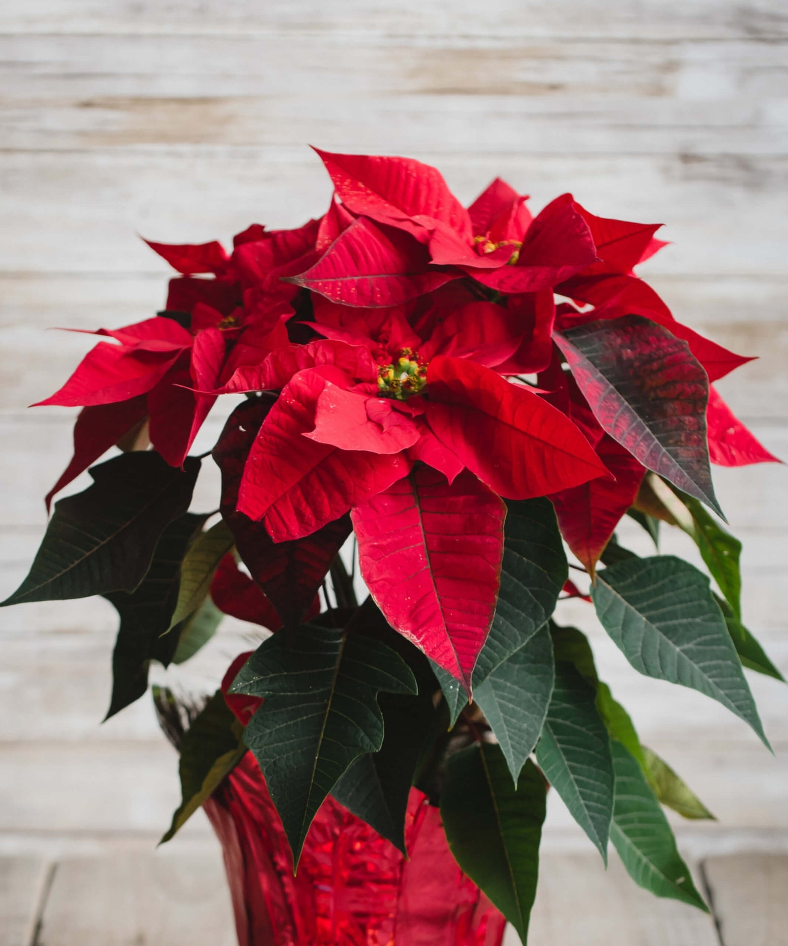 National Poinsettia Day