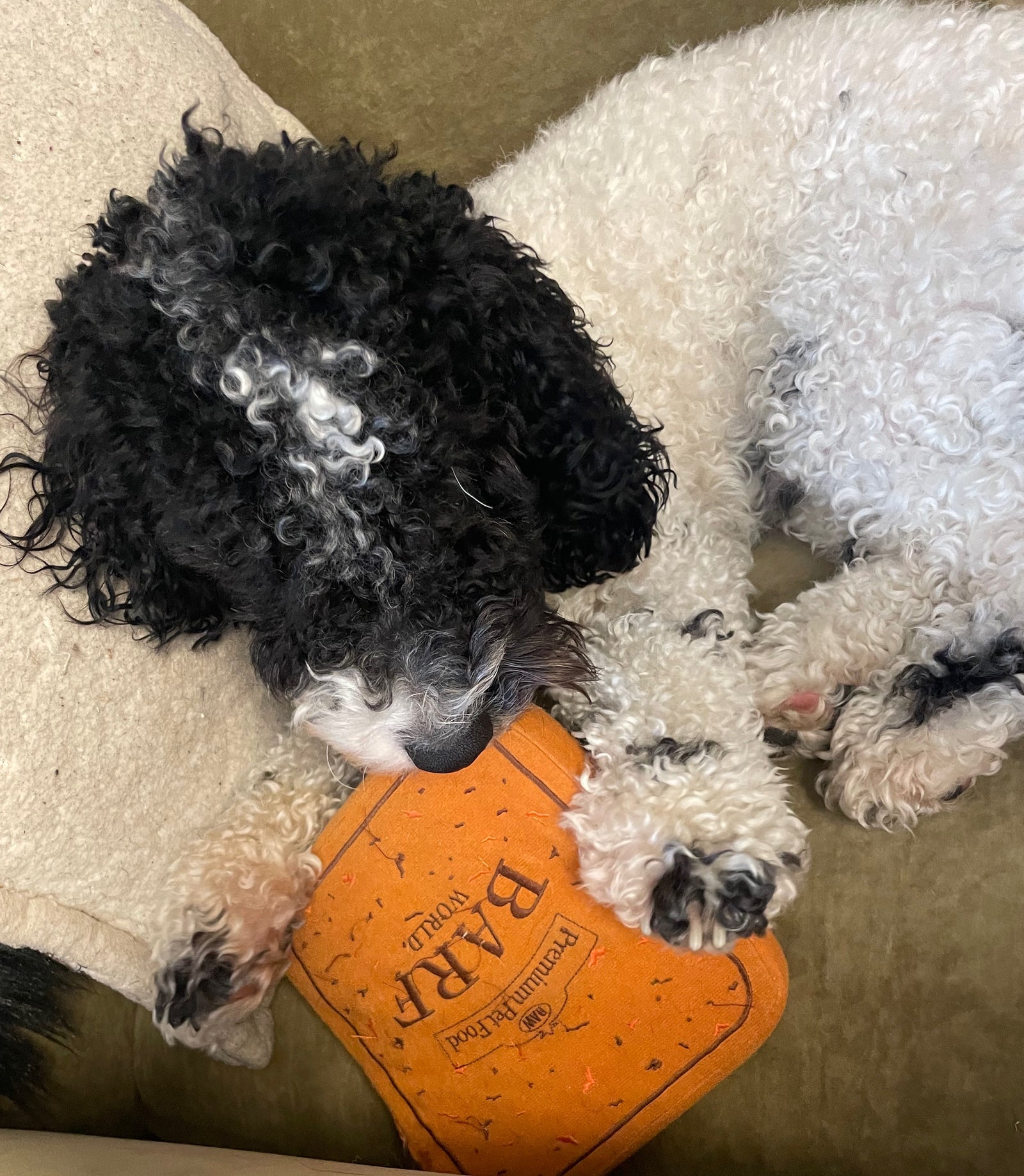 Why Small Dogs Bark More