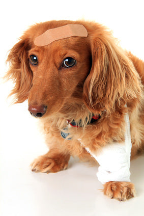 Mysterious Dog Illness