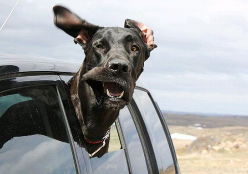 Pet Car Travel: The Dangers of Letting Your Dog Put His Head Out the Window