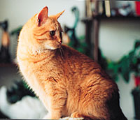 The BARF Diet For Cats? - BARF World Inc.