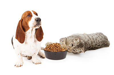 Processed Food Causes Diabetes in Pets