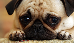 Sad looking pug resting its head between its paws
