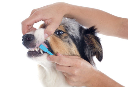 Misconceptions about Kibble and Dental Health