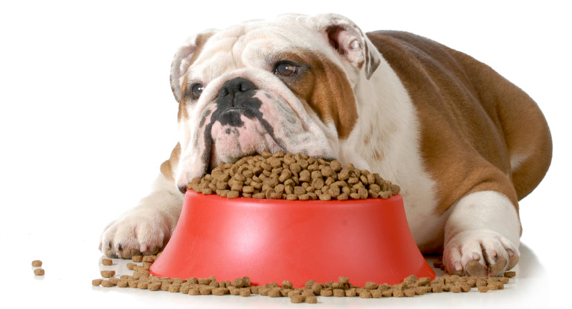Convert Your Dog to Raw Food
