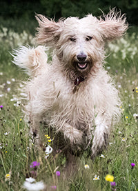 Doctor, My Dog Is Scratching Himself Raw