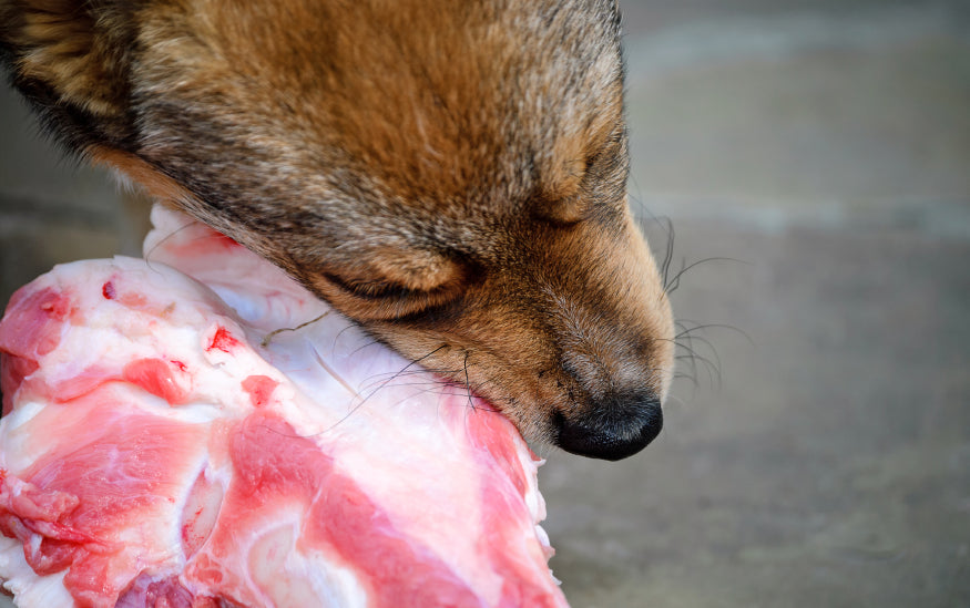 Is Your Pet A Carnivore or Omnivore?