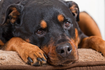 Is Your Dog Missing The Kids? Dealing With Depressed Pets