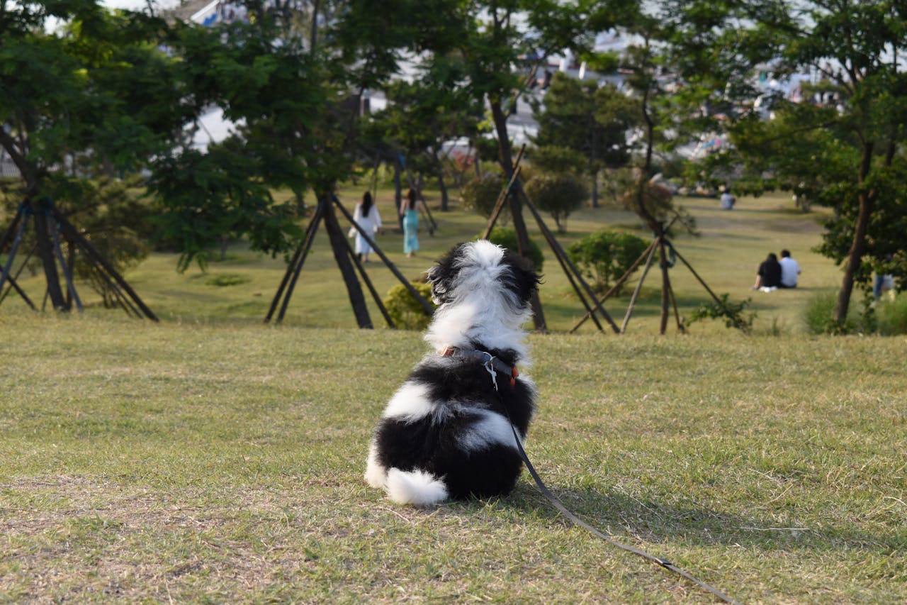 Tired of Dealing with Diarrhea? Here’s How Raw Feeding Can Help!