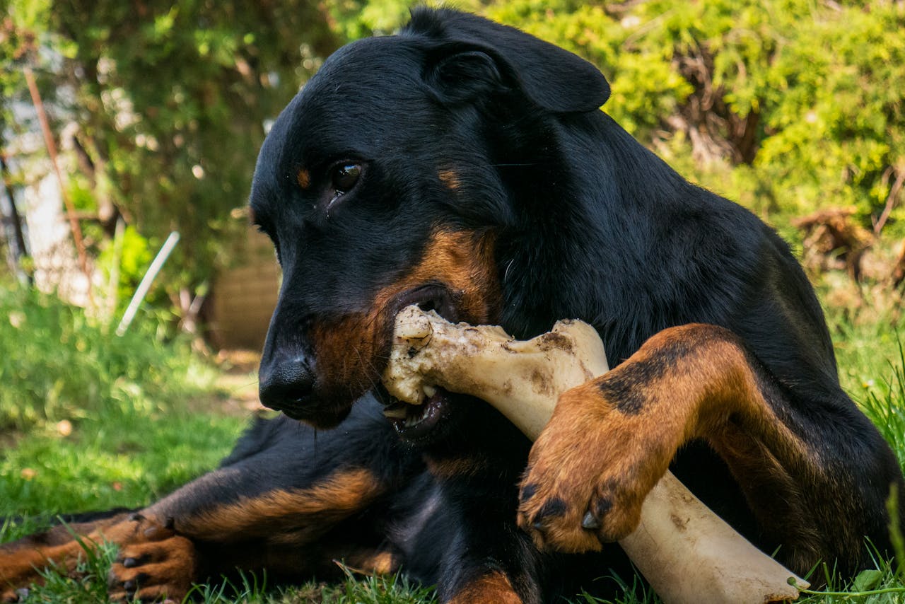 Ditch the Rawhide - A Better Chew Options for BARF-Fed Dogs