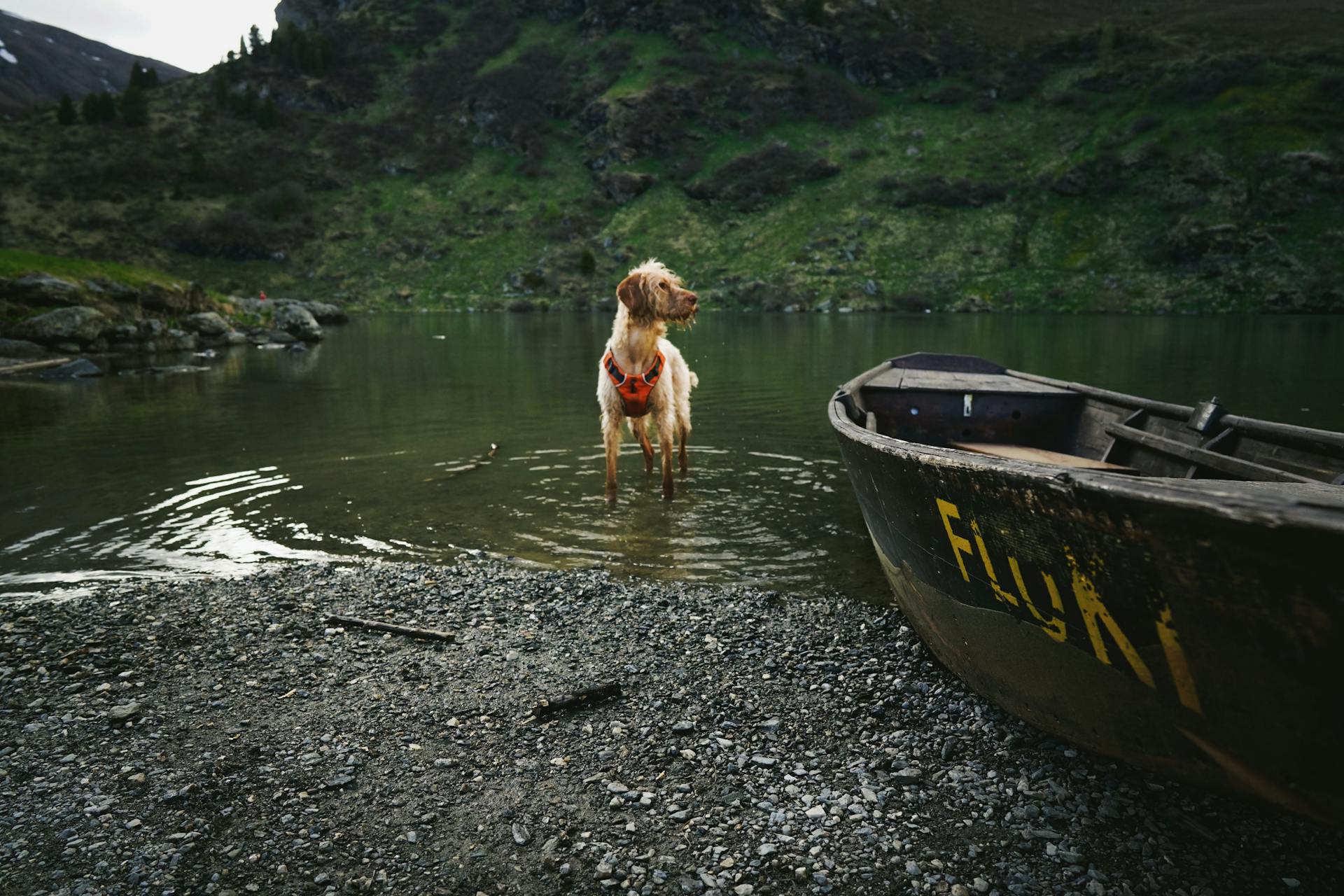 Safely Boating with a Dog - Beginners Guide