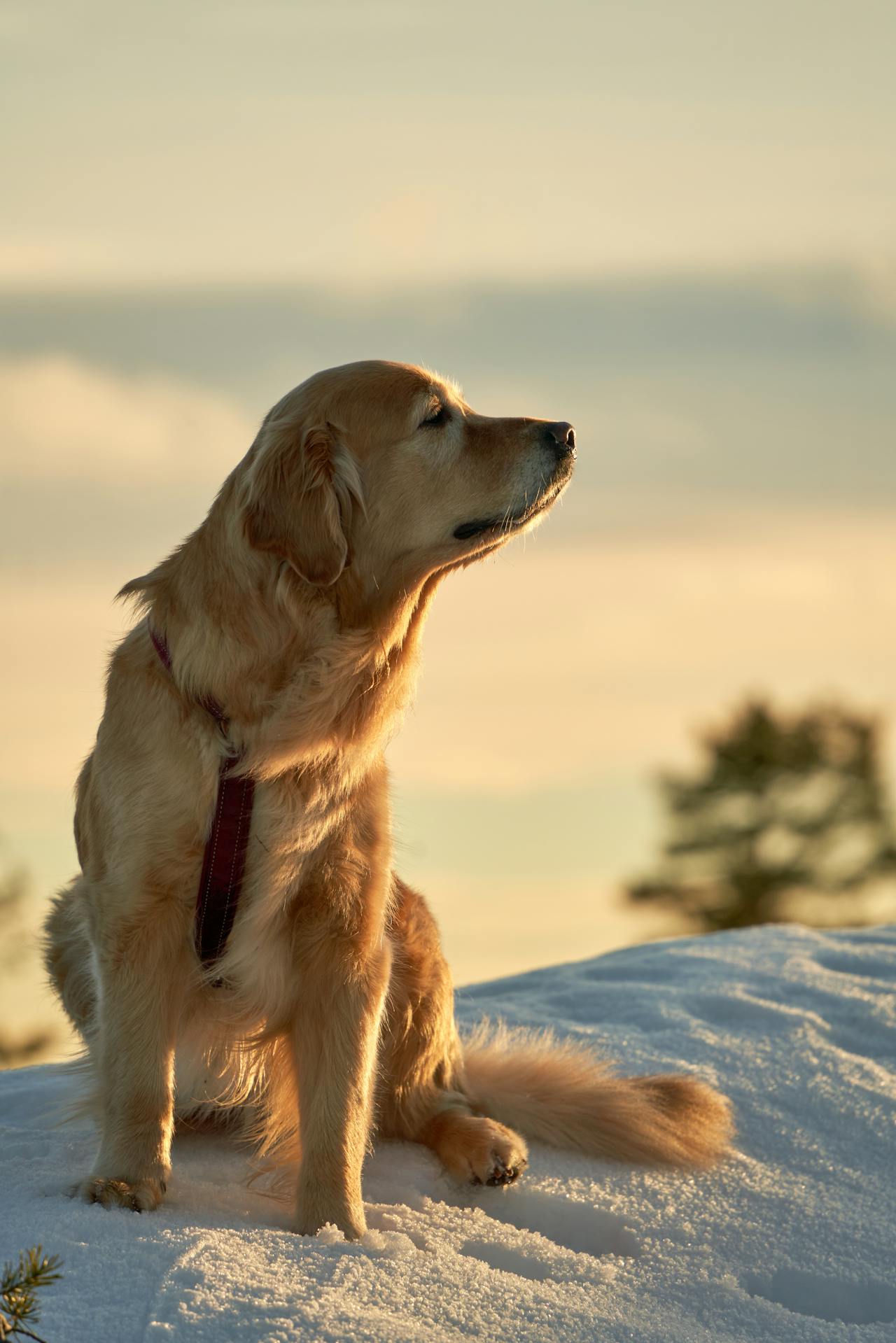 Why Do Pets Shed so Much in the Winter?