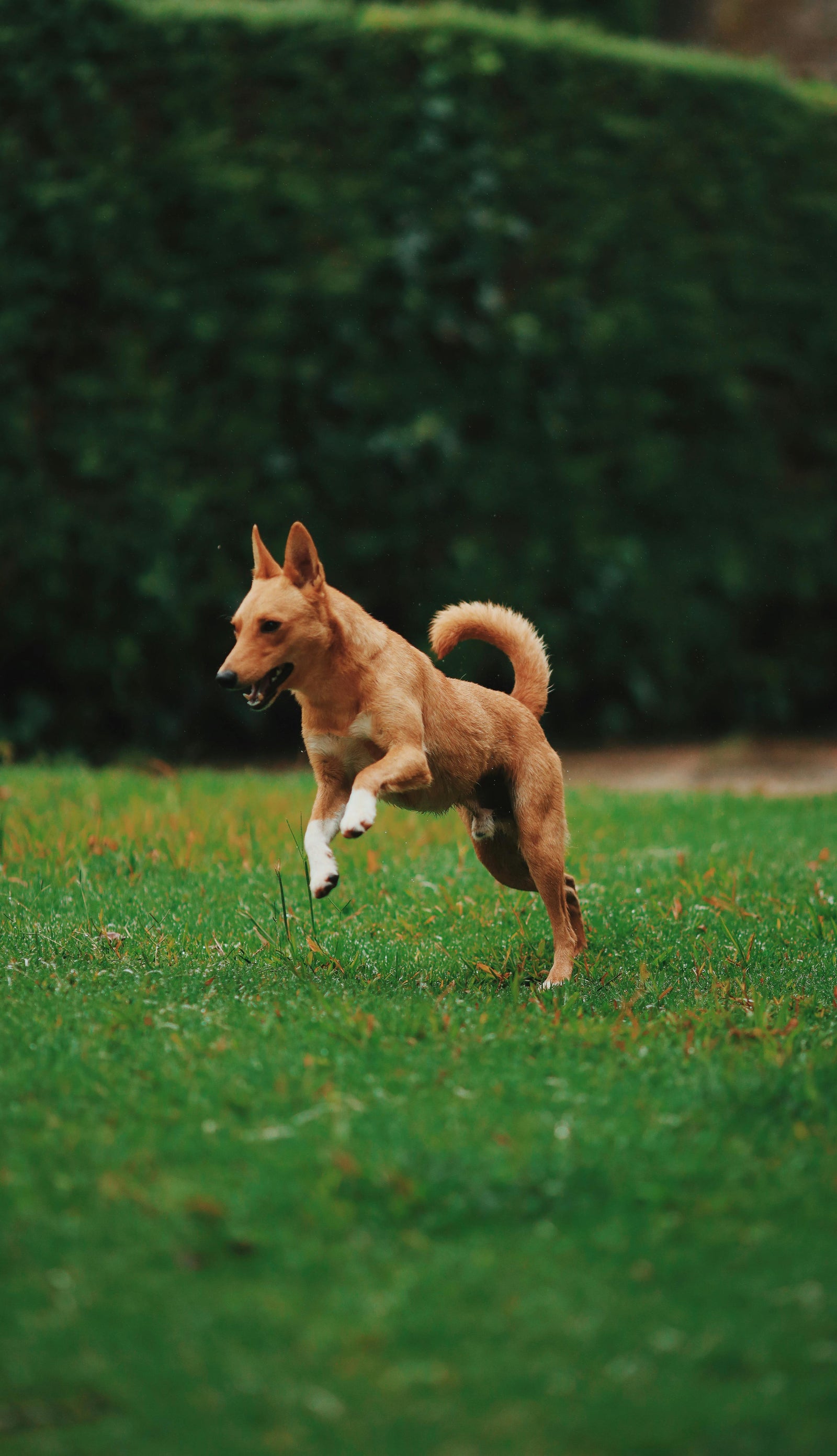 Why Standing Still Matters: The Forgotten Wisdom of Posture in People and Dogs
