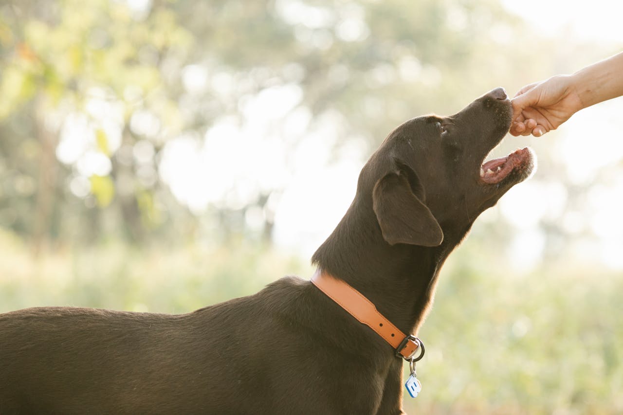 Air-Dried Dog Food vs. BARF Raw: Why Raw Meat Still Wins