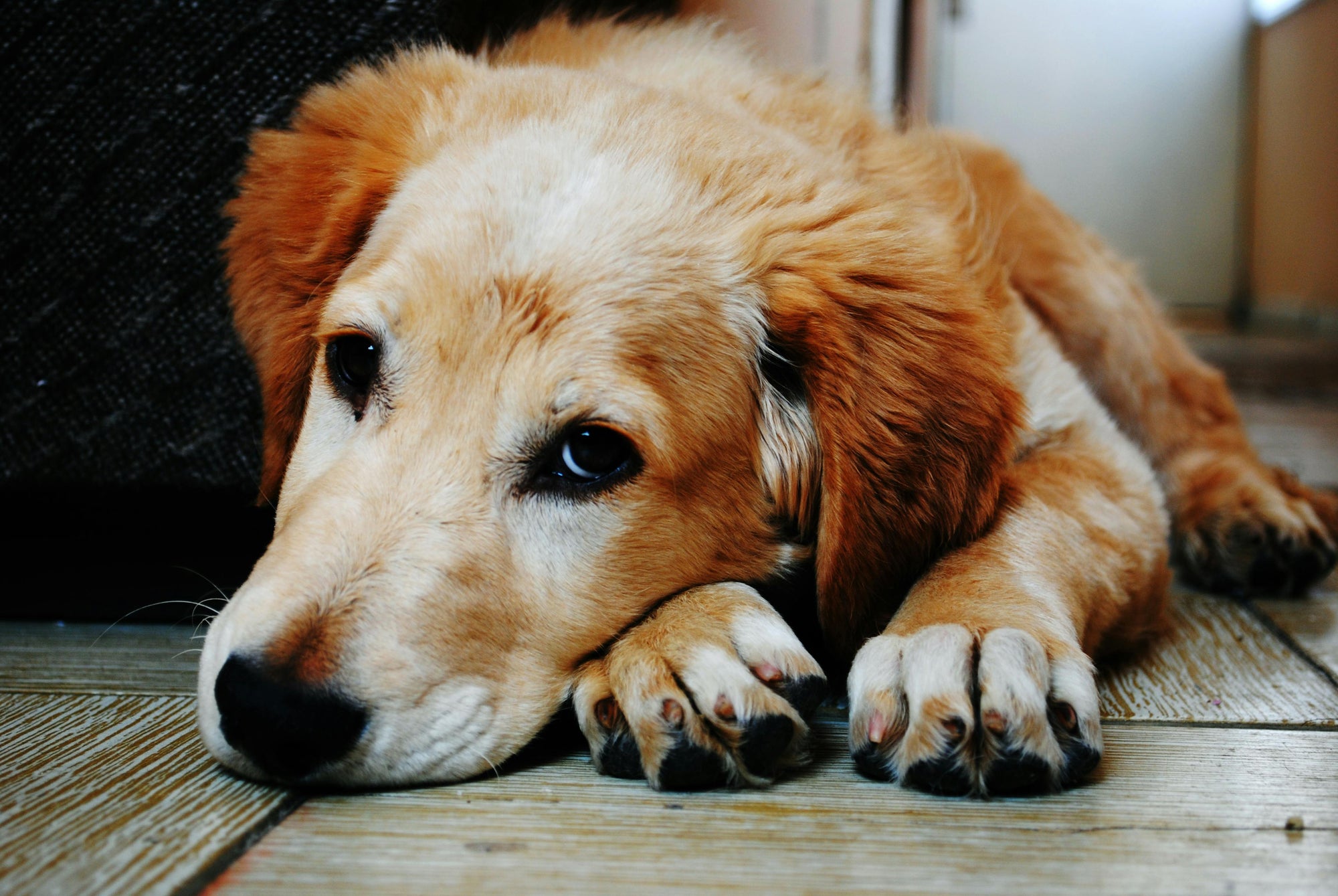 The Hidden Dangers of Feeding Kibble to Your Pets: A Wake-Up Call for Responsible Pet Owners