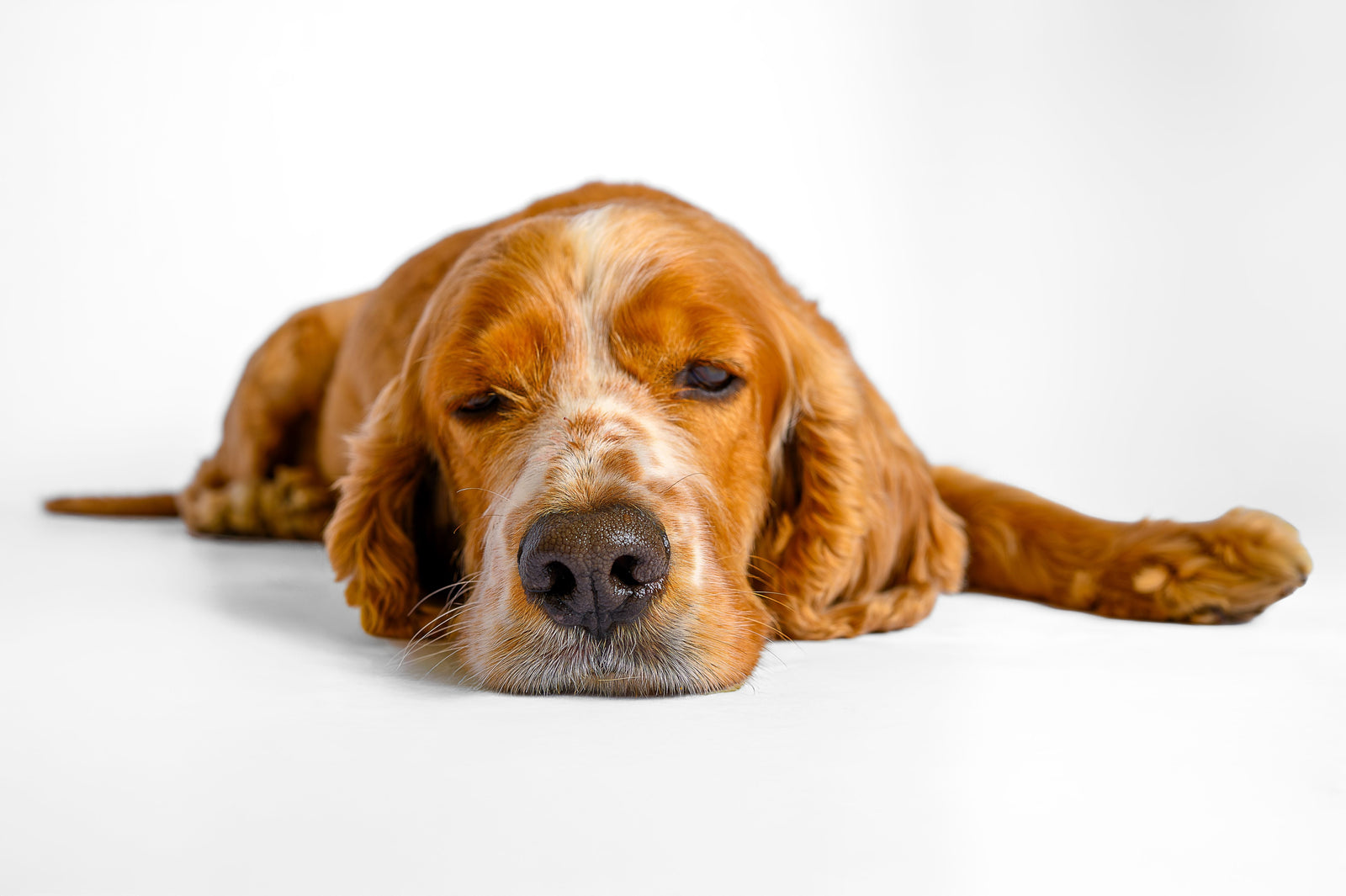 Elevated Liver Enzymes in Dogs What They Mean and How a Biologically Appropriate Diet Can Help