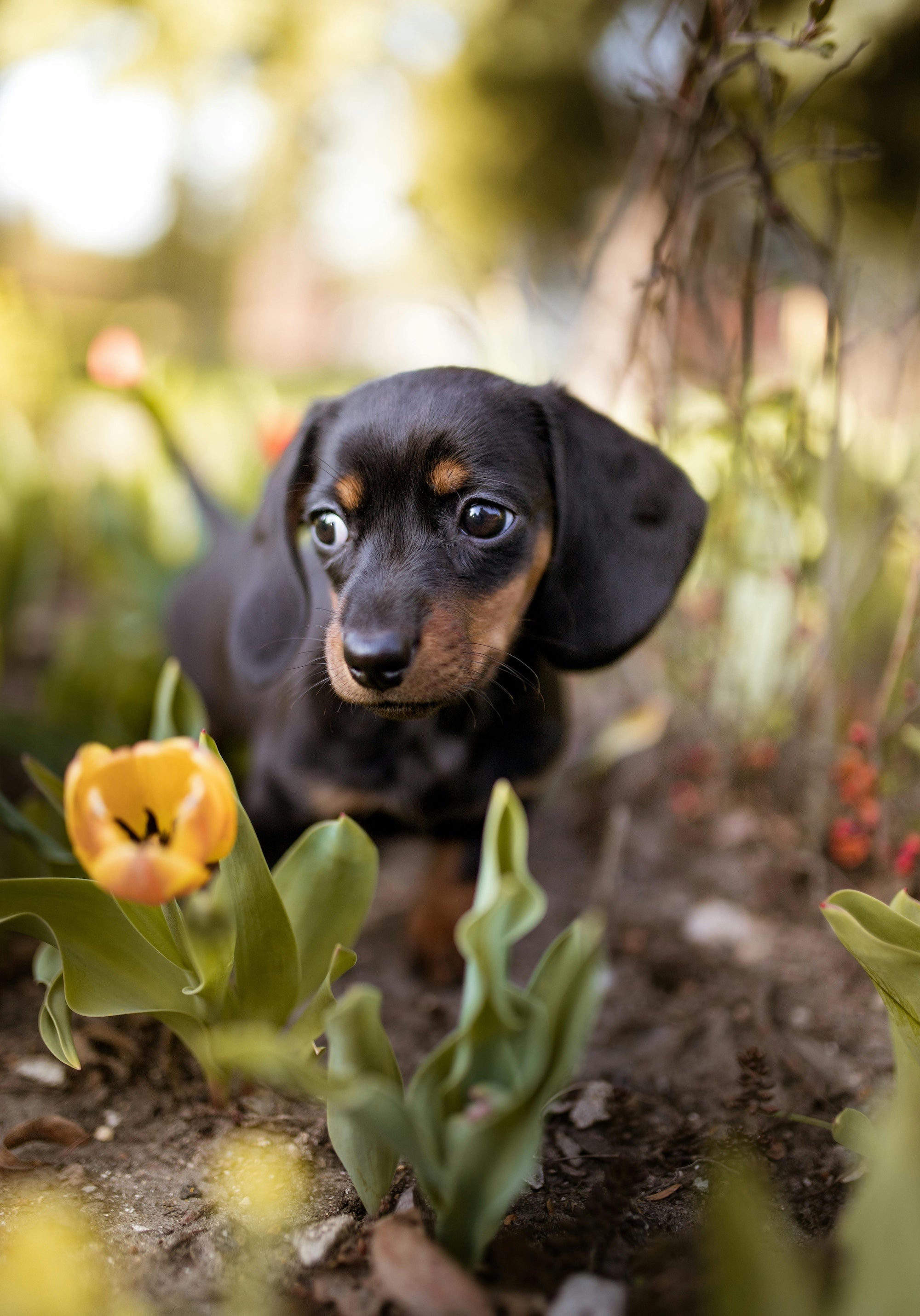 Dachshund puppy walking through a garden