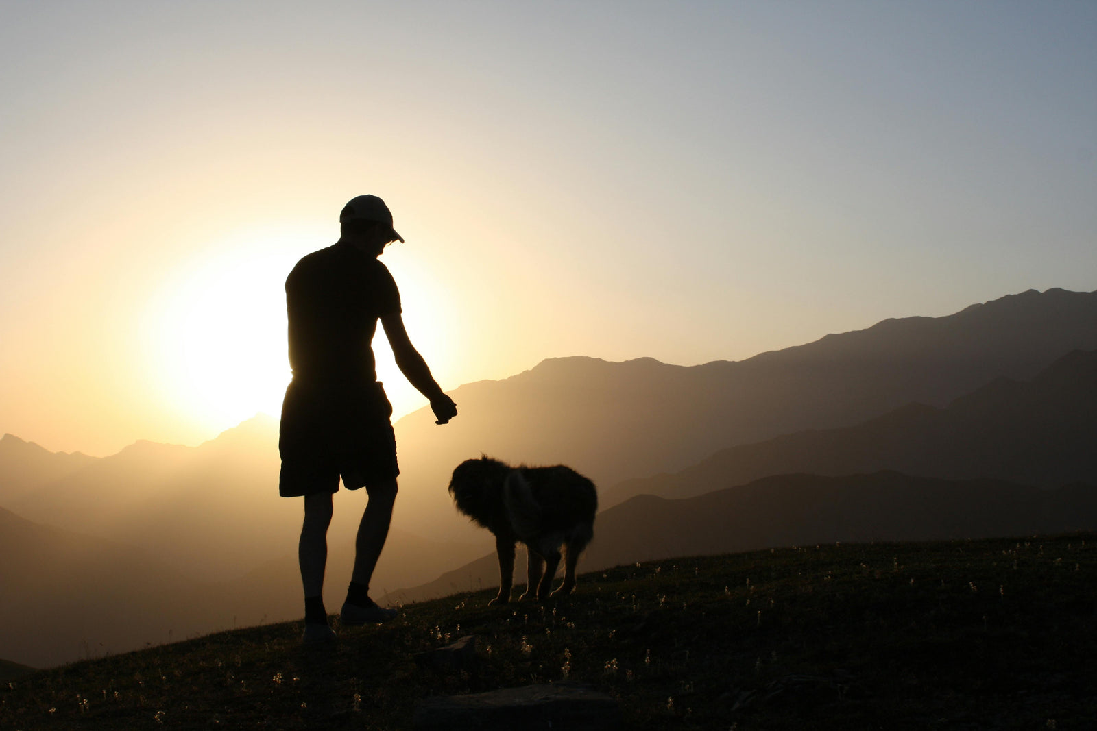 Constipated Canines? How the BARF Diet Can Help Your Dog Get Moving Again