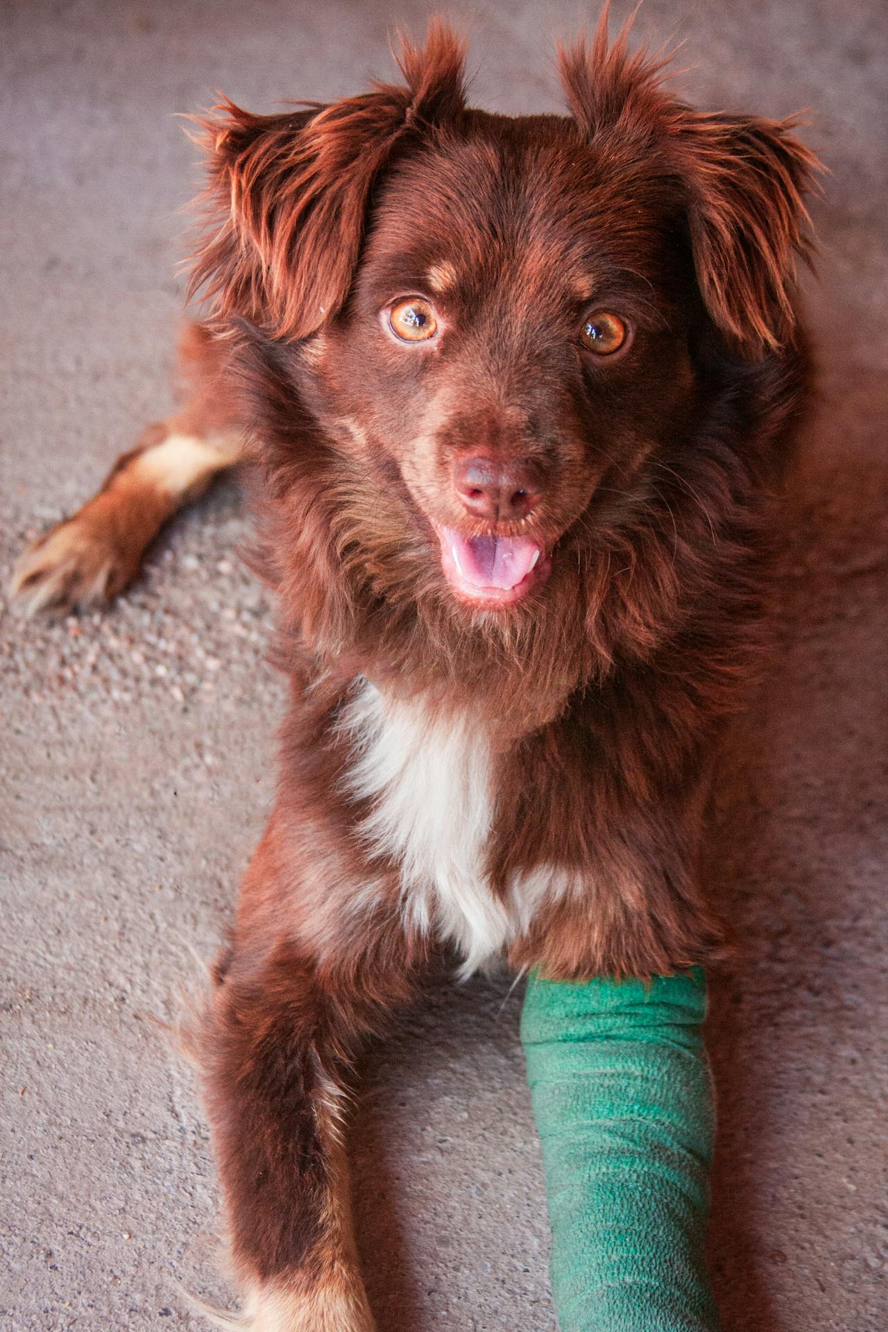 ACL Injuries and Leg Health in Dogs: How a Raw Diet Supports Healing and Longevity