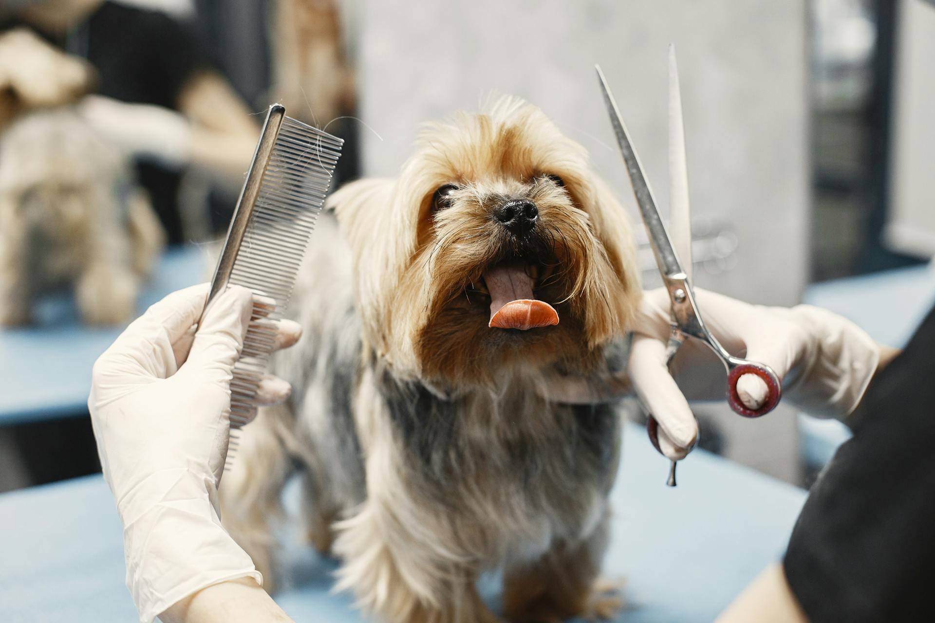 Why Regular Grooming is Crucial for Your Dog’s Health and Happiness