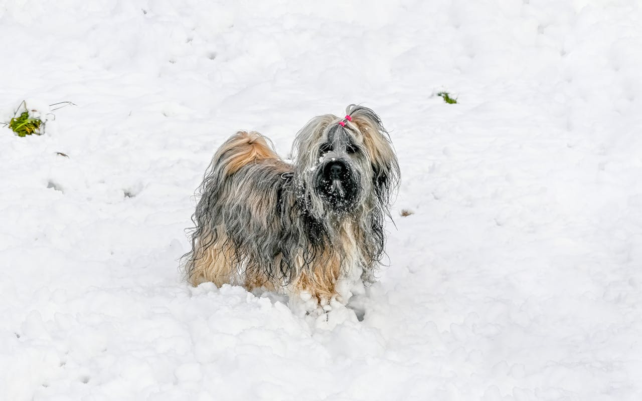 Keeping Your Pet Safe in Extreme Weather Conditions