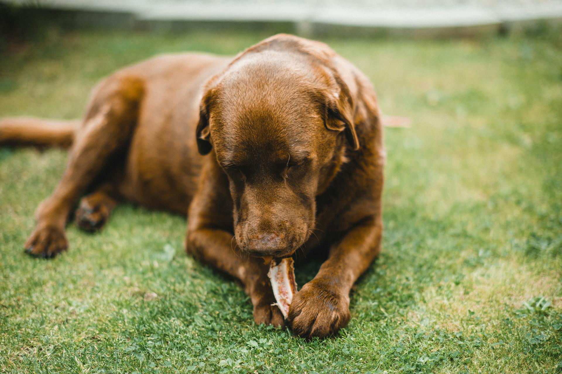 Unlocking the Benefits of Bones for Your Dog: Nature’s Perfect Chew