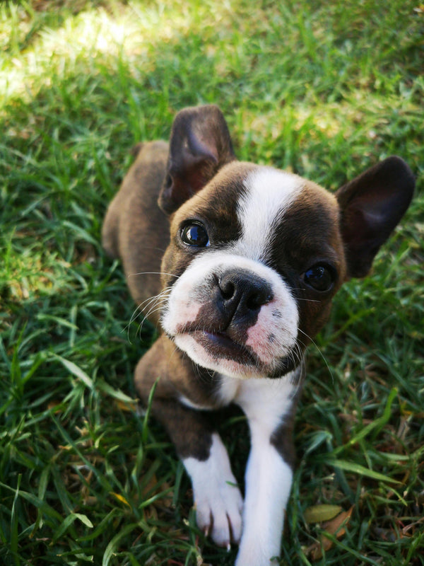 Thumbnail for Raw Meat Diet For Sensitive Breed Puppies Aussiedor