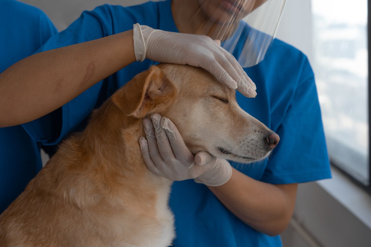 Can a Raw Diet Help with Heartworm Prevention?