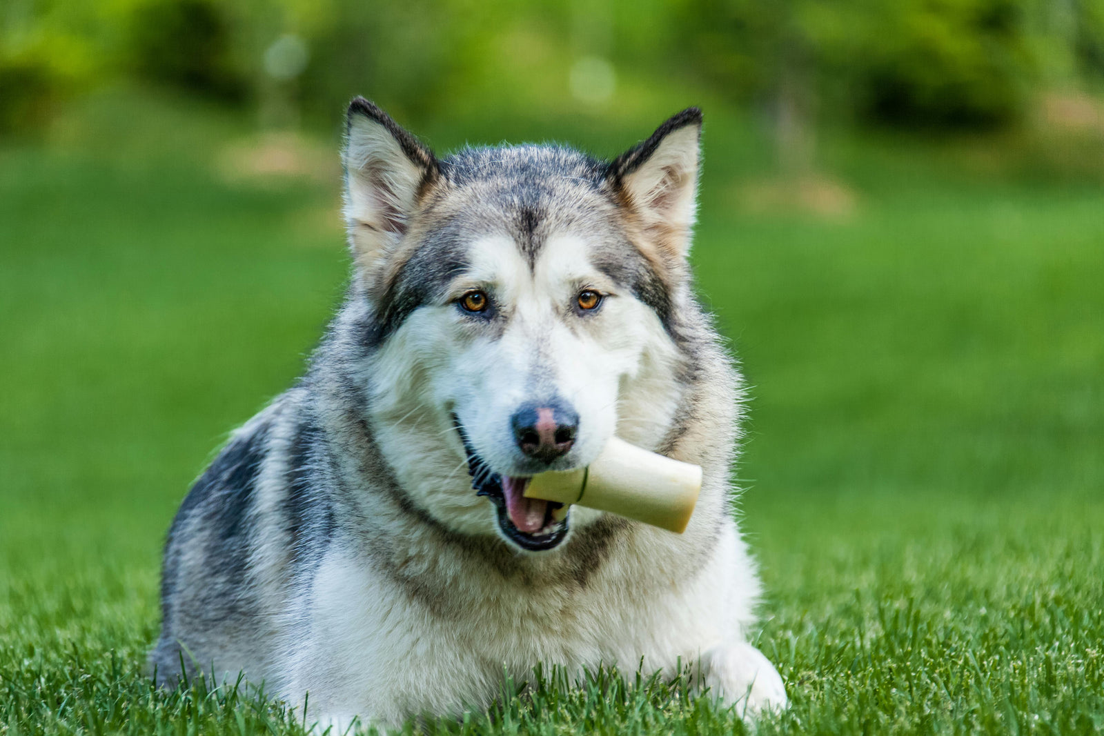 How a Dog Digests Raw Bones