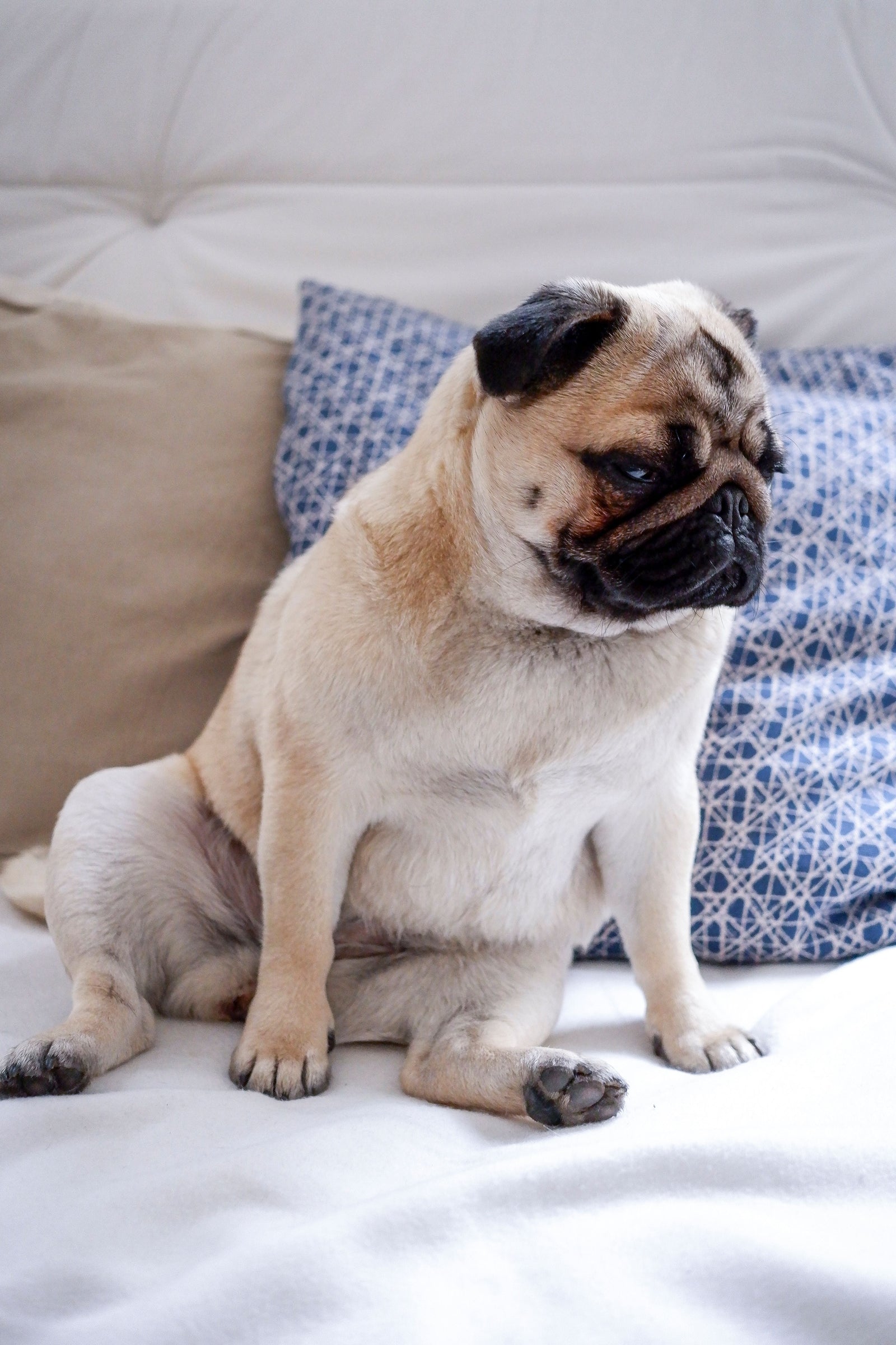 How Raw Feeding Supports Weight Management in Cats and Dogs