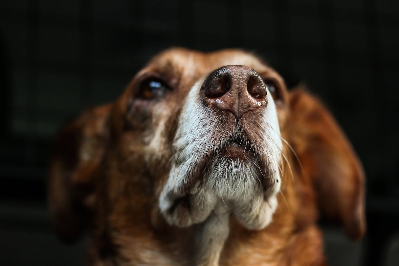 What You Should Know About Giving a Dog a Prescription Diet and Eating Raw