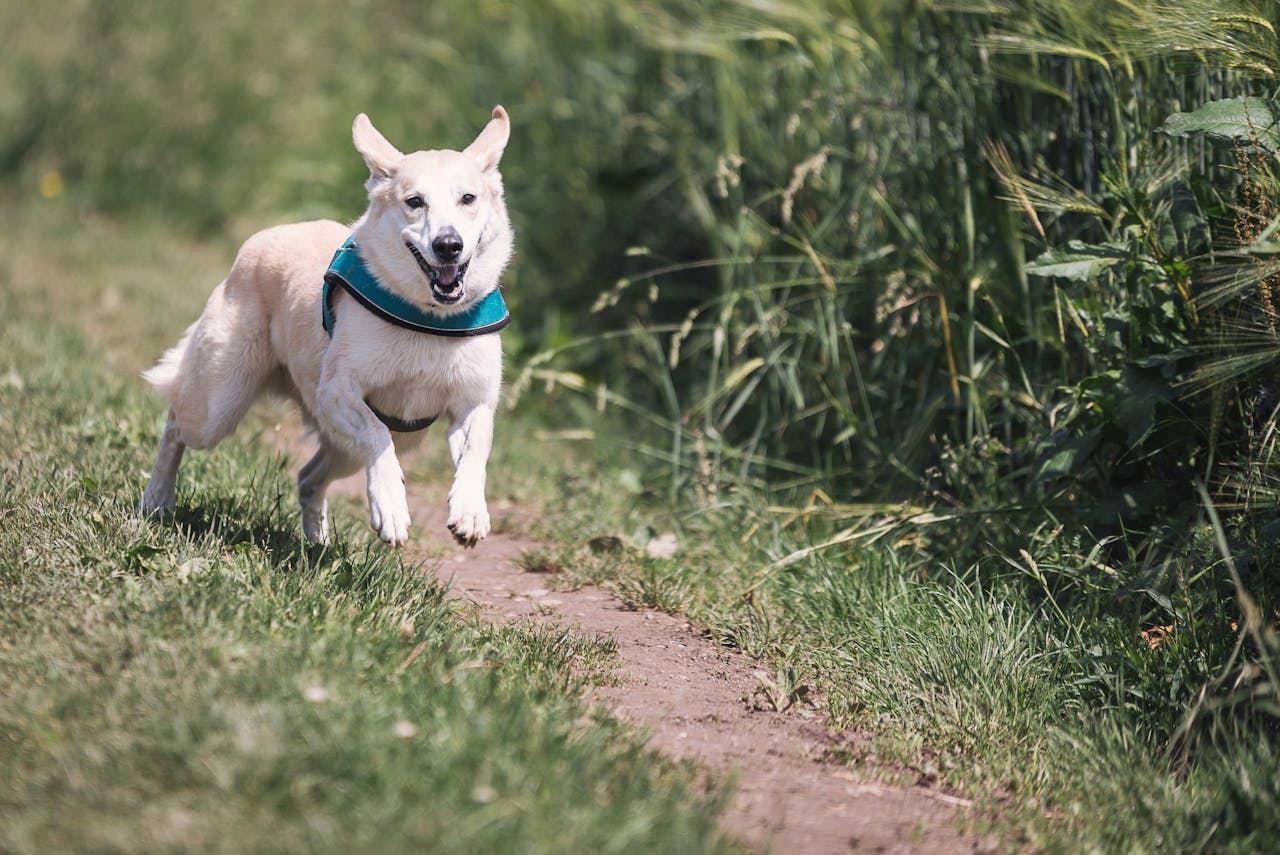 The Benefits of Raw Food for Your Pet’s Heart Health