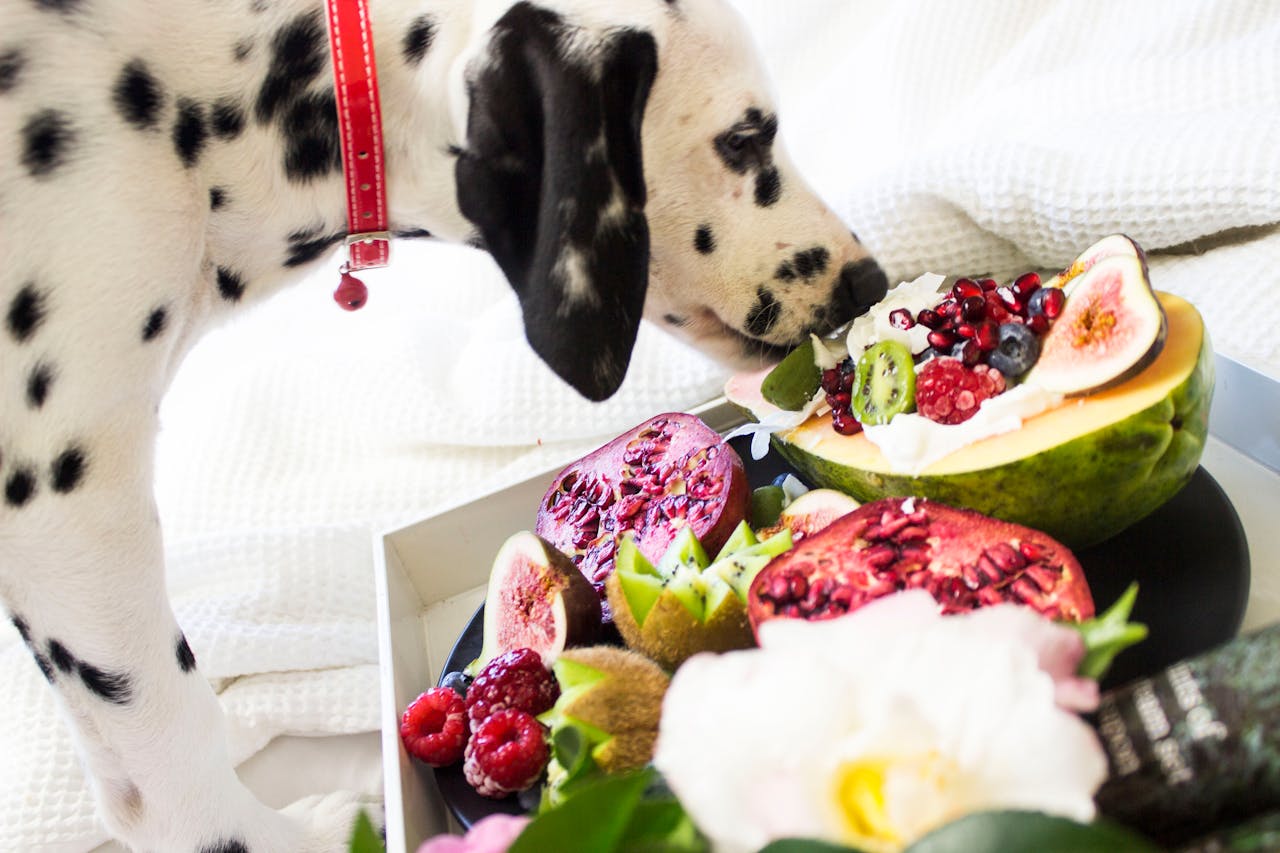 Should you Add Supplements to your Pets Daily Diet?