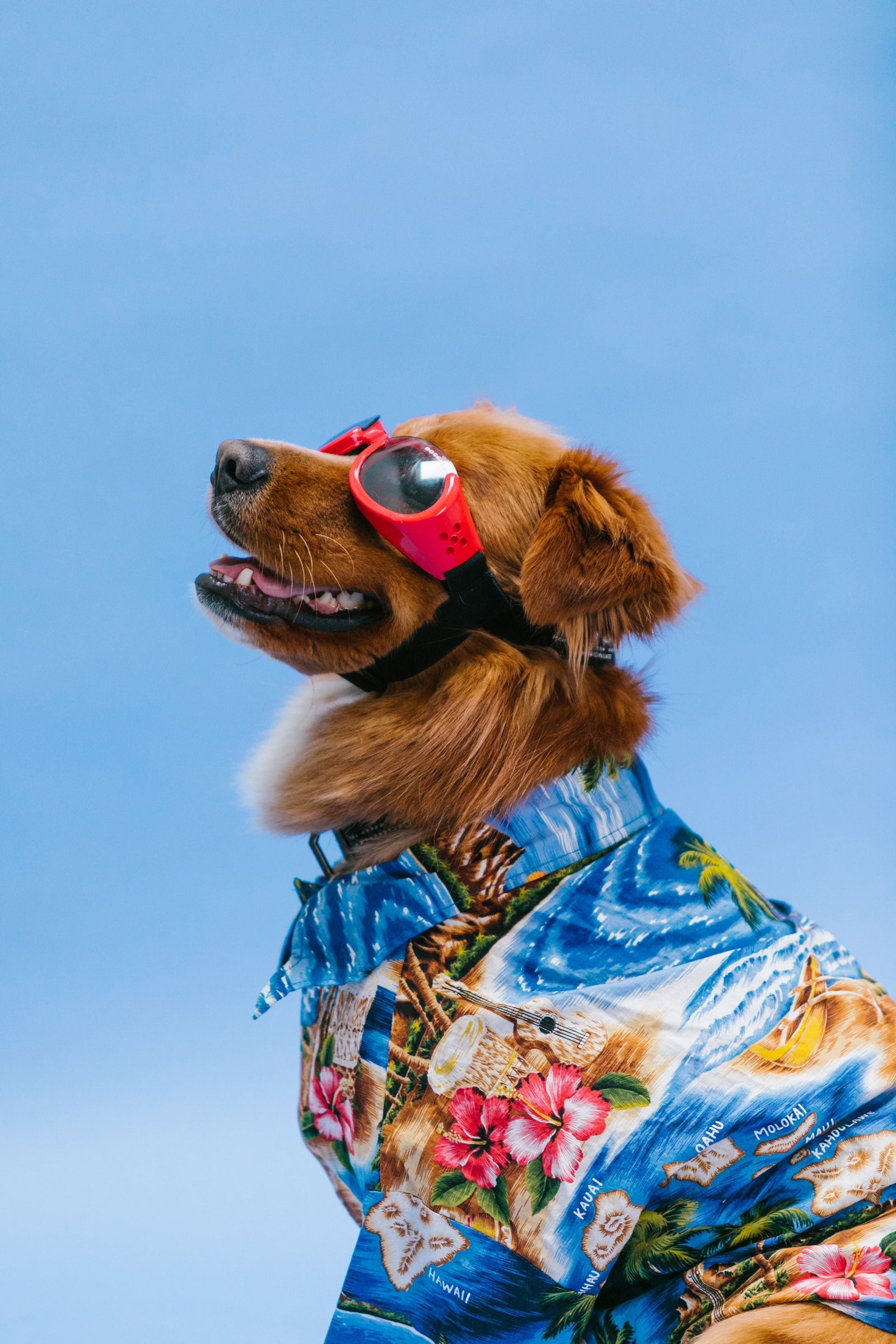 Best Summer Treats for Active Dogs
