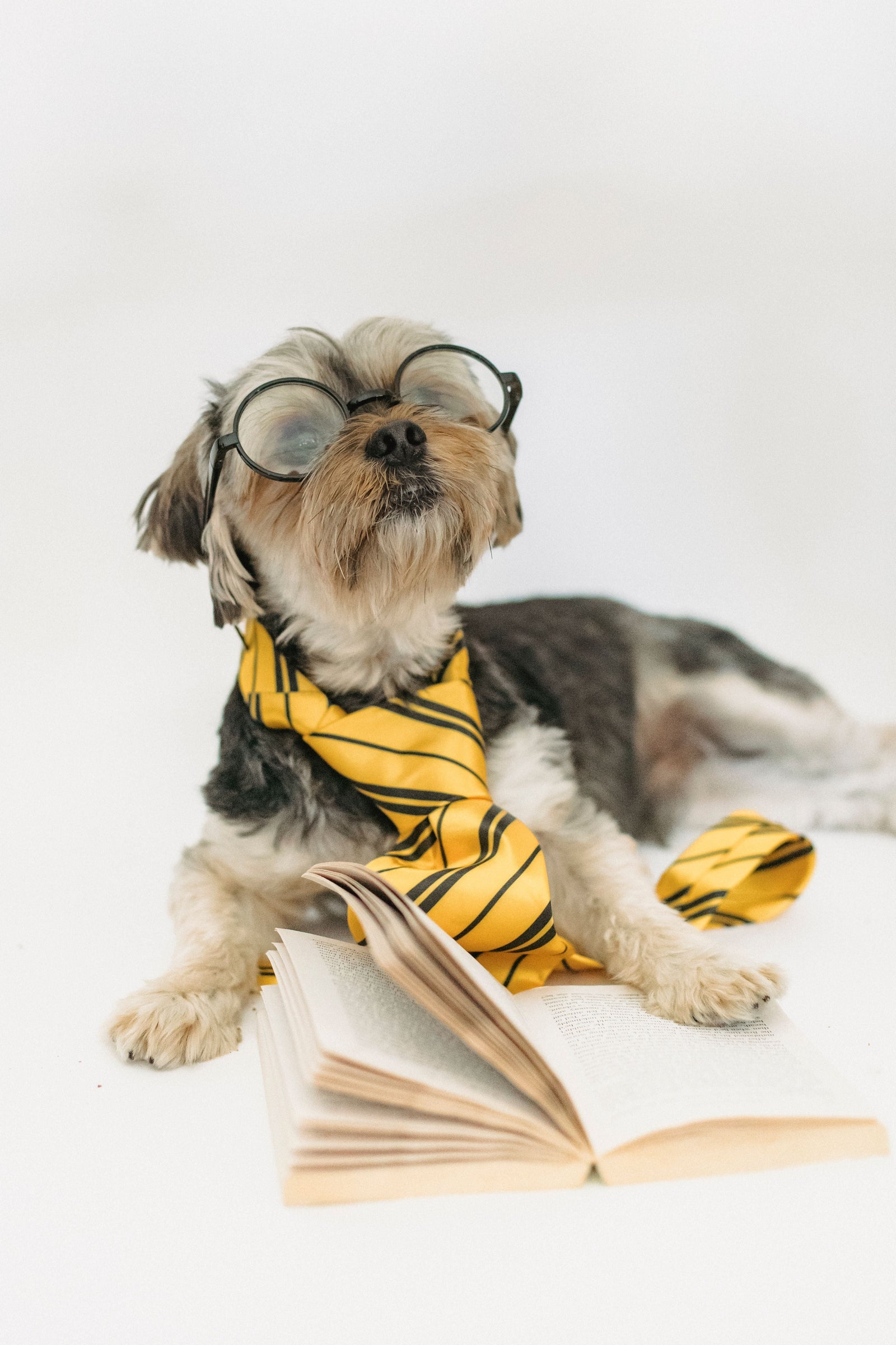 Easy Back-to-School Feeding: Maintain Your Dog's Happiness While Life Gets Busy