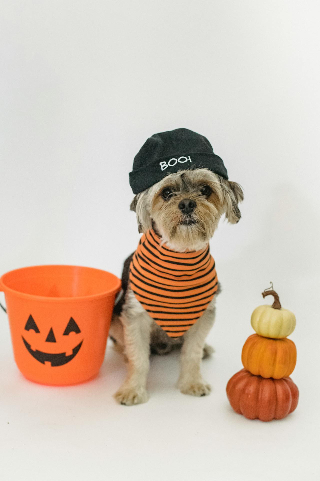 Easy DIY Last-Minute Pet Costumes