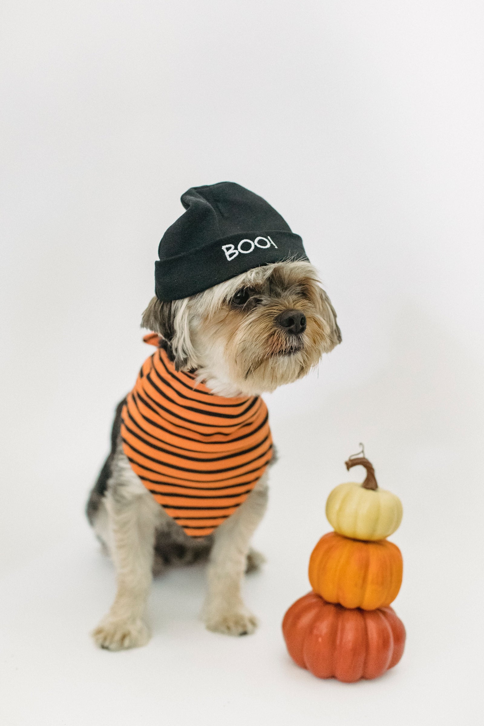 Halloween Costume Ideas for Dogs: Spooktacular Looks Your Pup Will Love