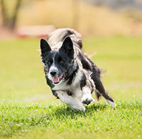 BARF Diets and Calorie Requirement