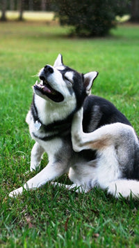 Adding Garlic to Your Dog and Cat's Diet