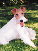 These Dogs Have the Luck ‘O the Irish