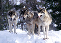 The Controversy about Calcium-Phosphorous