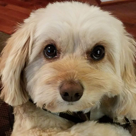 Small dog with a pouty look on its face