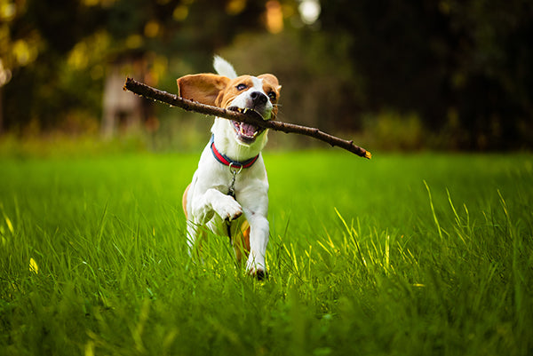 Beagle running in grass with a stick in its mouth