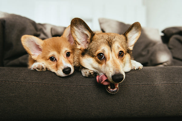 A dog and its puppy resting their heads on a couch together