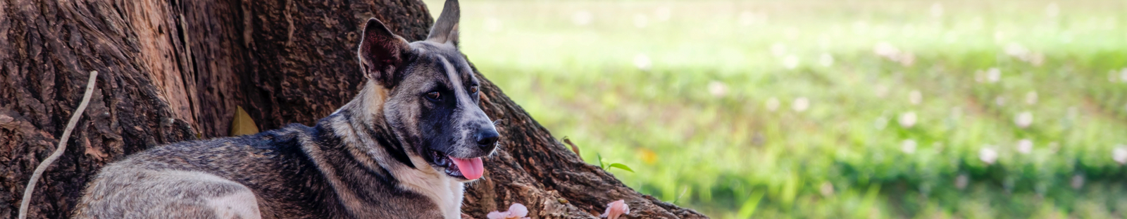 Dog laying in the shade of a large tree to cool down