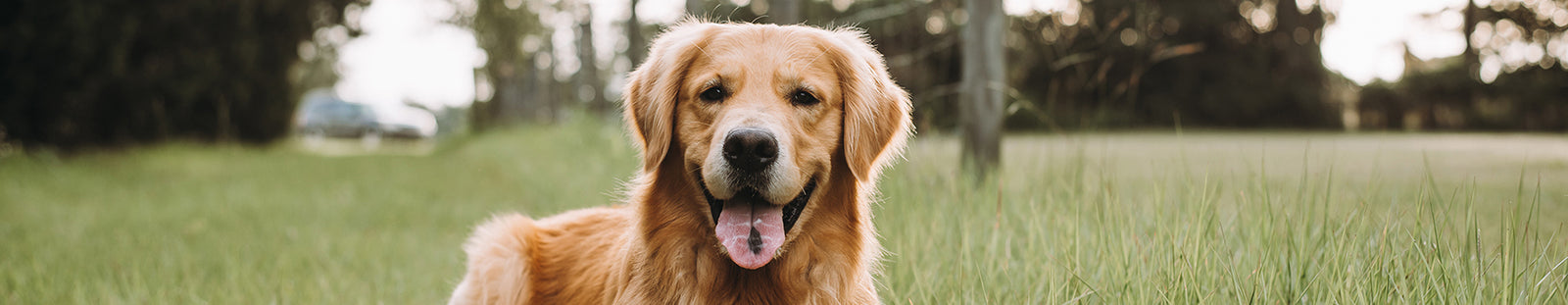 Golden retriever laying in a field of short grass